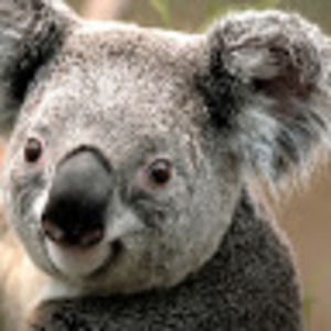 Meet your Posher, Hailie